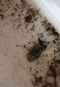 Inland Fisheries - March 2026 (3)