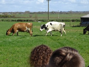 Dairy Farm Visit 2018 (32)