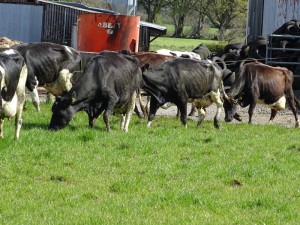 Dairy Farm Visit 2018 (33)
