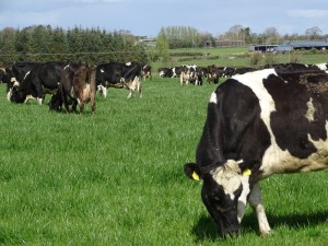 Dairy Farm Visit 2018 (34)